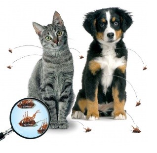 Moet ik mijn hond/kat behandelen tegen vlooien/teken?