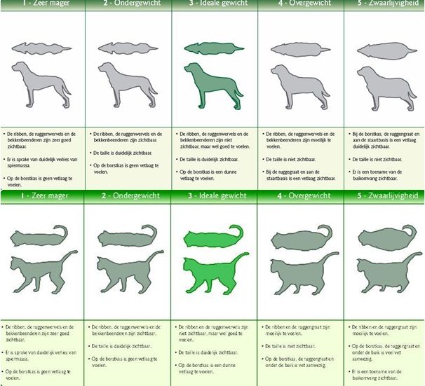 Dierenkliniek Vollaers