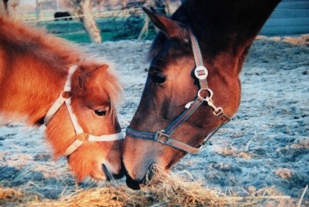 Wanneer moet mijn paard ontwormd worden?