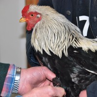 Afbeelding 5431