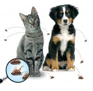 Moet ik mijn hond/kat behandelen tegen vlooien/teken?