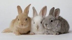 Dierenkliniek Vollaers
